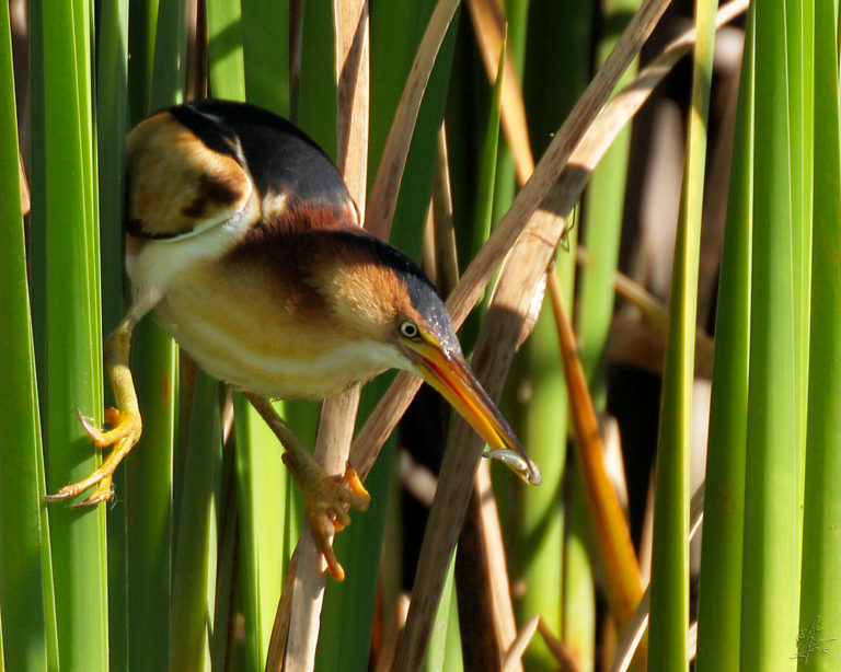 Least Bittern by Eric Begin