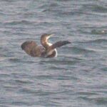 Pacific Loon at Woodward Reservoir 30 August 2020