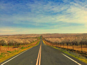 Trinitas almond orchards