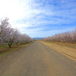 Almond Orchard western Stanislaus County