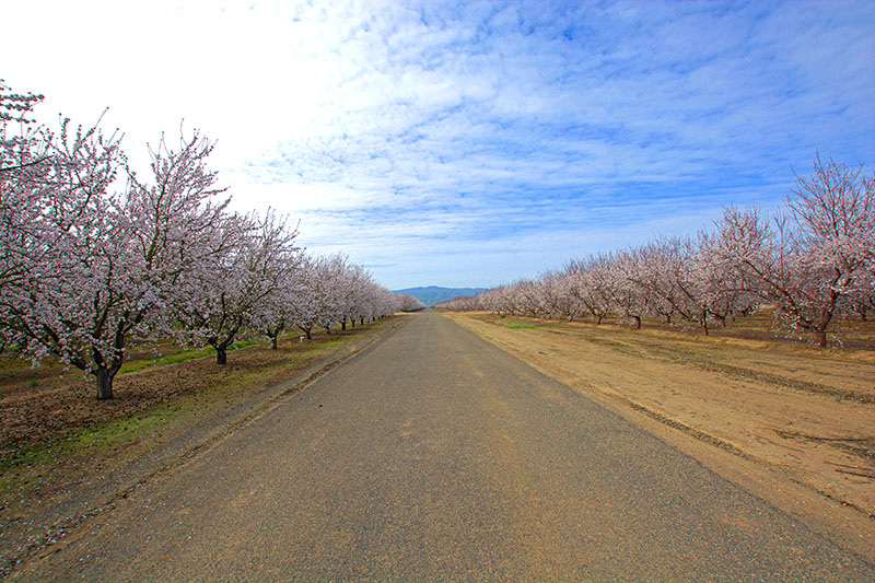 Almond Orchard western Stanislaus County