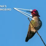Male Anna's Hummingbird by Jim Gain
