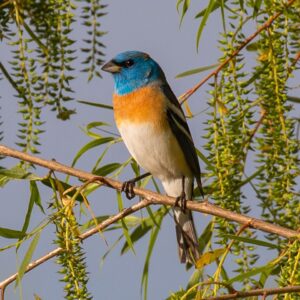 Lazuli Bunting by Jim Gain