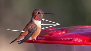 Rufous Hummingbird by Jim Gain