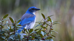 Scrub Jay for slider