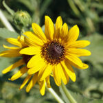 Native Sunflower Dos Rios Ranch