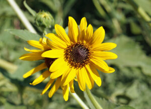 Native Sunflower Dos Rios Ranch