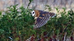 Barn Owl by Jim Gain