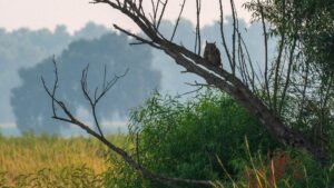 Great Horned Owl by Jim Gain