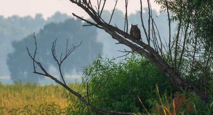 Great Horned Owl by Jim Gain