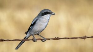 Loggerhead four Gain best