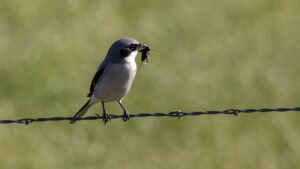 Loggerhead three Gain