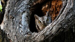 Screech Owl by Jim Gain