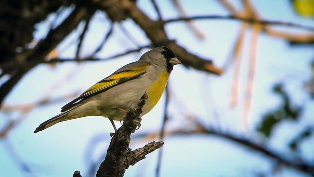 Lawrence's Goldfinch by Jim Gain