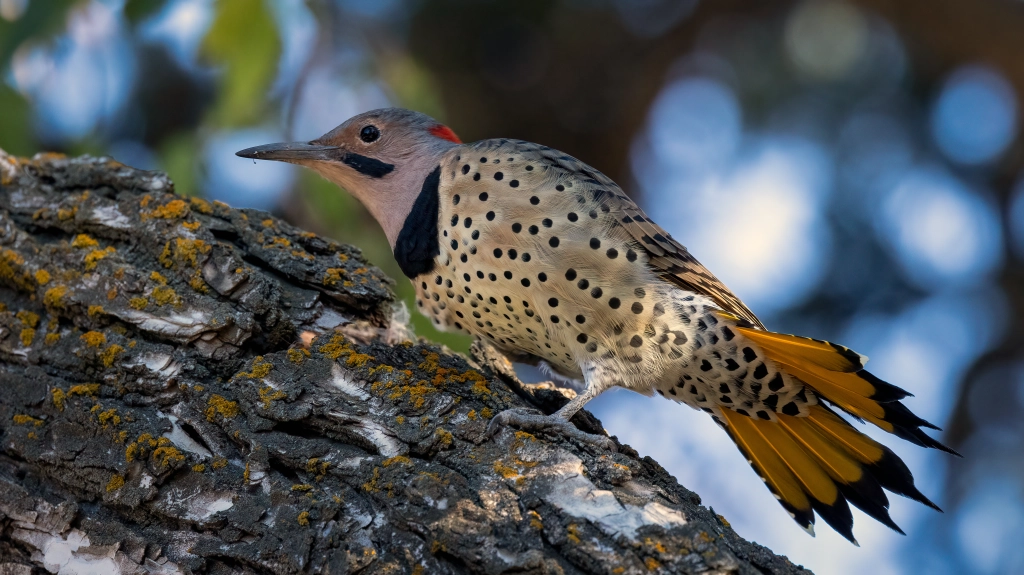 Yellow-shafted Flicker by Jim Gain
