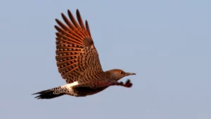 Northern Flicker female by Jim Gain