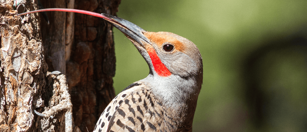 Northern Flicker by Jim Gain