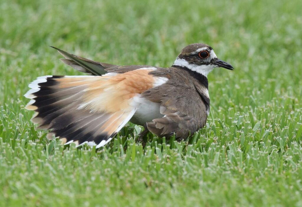 Killdeer injury display by Jim Gain