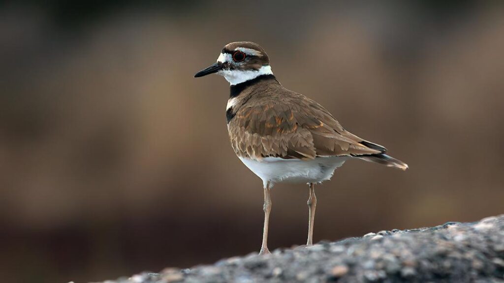 Killdeer by Jim Gain