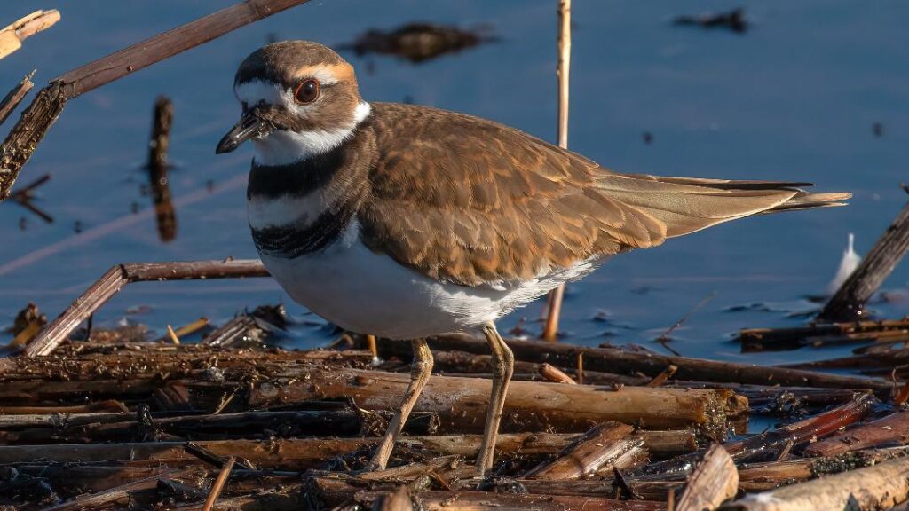 Killdeer by Jim Gain