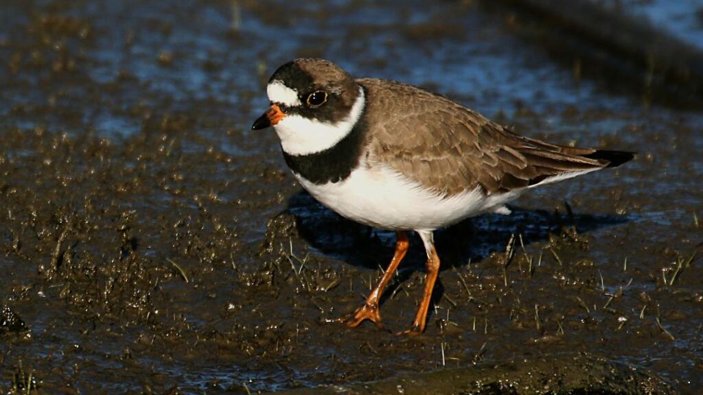 Semi-palmated Plover by Jim Gain