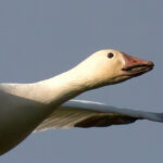 Snow Goose by Jim Gain