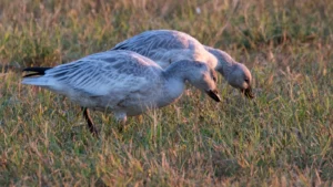 Immature Snow Geese by Jim Gain