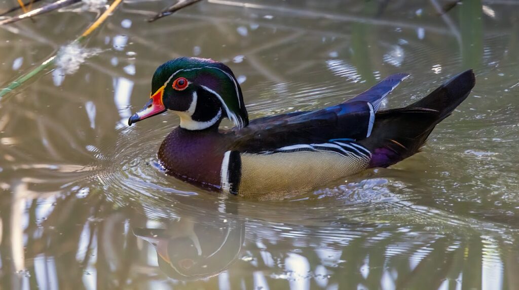 Wood Duck male by Jim Gain