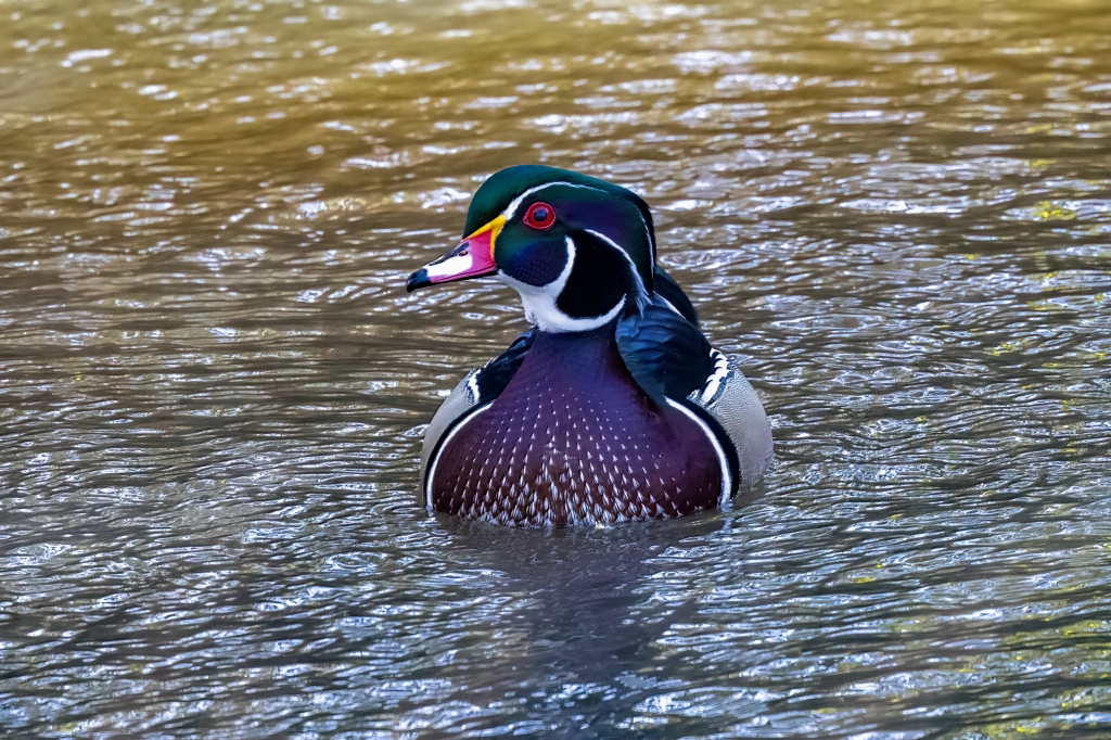 white wood duck