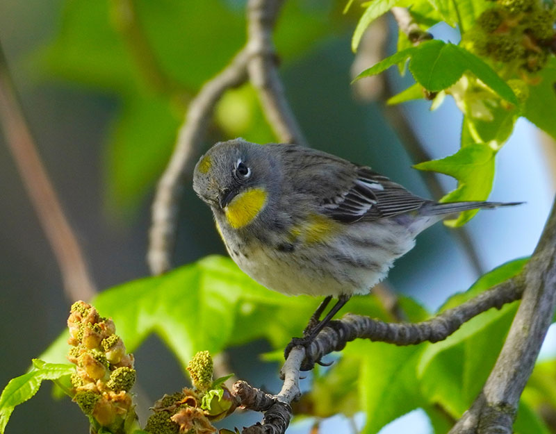 Yellow-rumped Warbler by Eric Caine