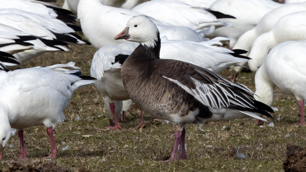 Blue Ross's Goose by Jim Gain
