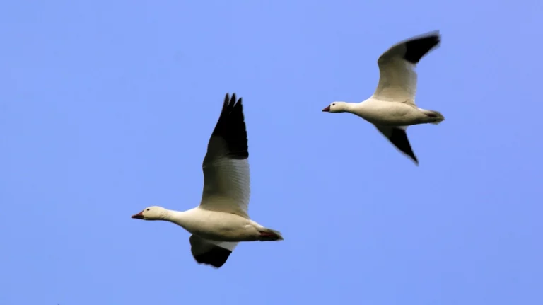 Snow Goose and Ross's Goose by Jim Gain