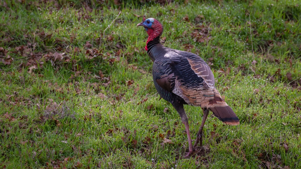 Leggs Learns That Wild Turkeys Have Wings - The Provincetown