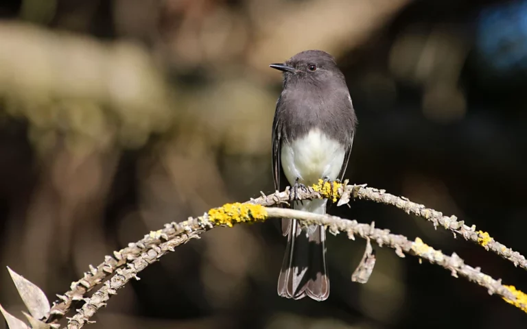 Black Phoebe by Jim Gain