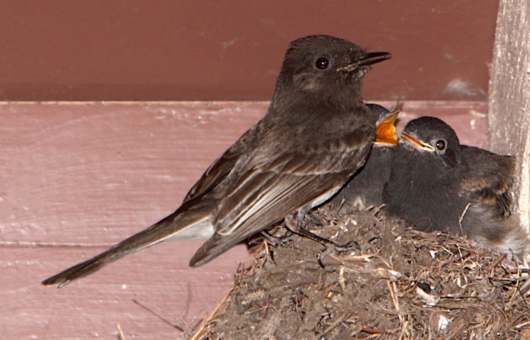 Black Phoebe with young by Jim Gain