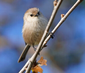 Bushtit Beckwith Road Dec 2022