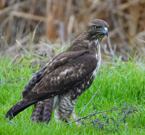 Redtail Hawk Faith Ranch 2 Jan 2023