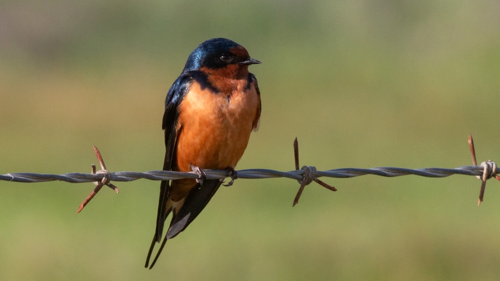 Barn Swallow by Jim Gain