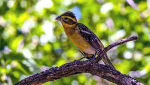 Female Black-headed Grosbeak by Jim Gain