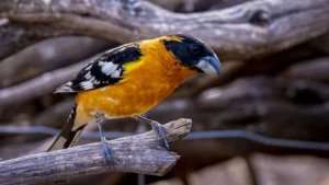 Black-headed Grosbeak by Jim Gain