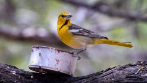 Female Bullock's Oriole by Jim Gain