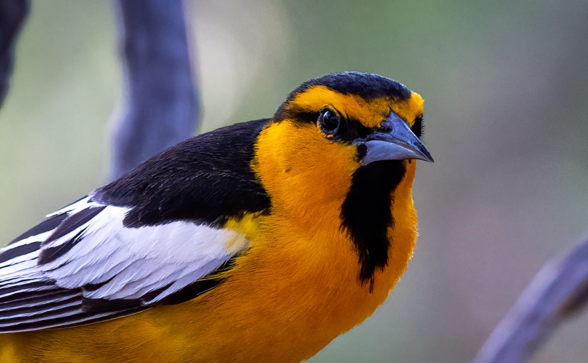 Magnificent African songbird turning heads, invading nests, in