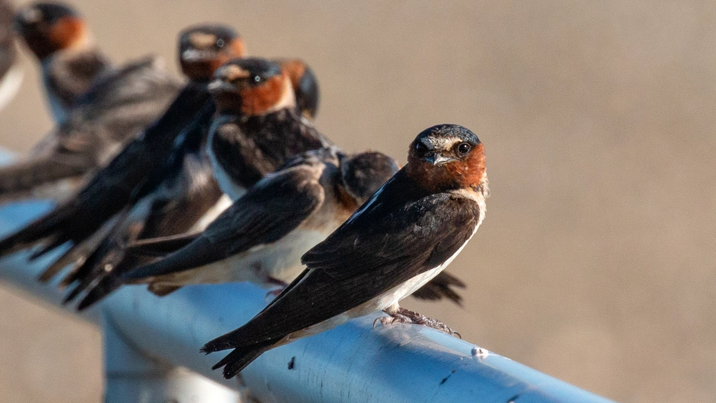 Cliff Swallow by Jim Gain