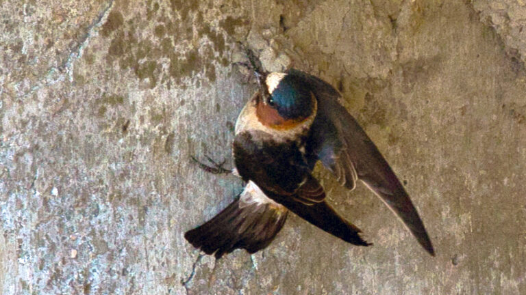 Learn 100 Common Valley Birds #16: Common Valley Swallows