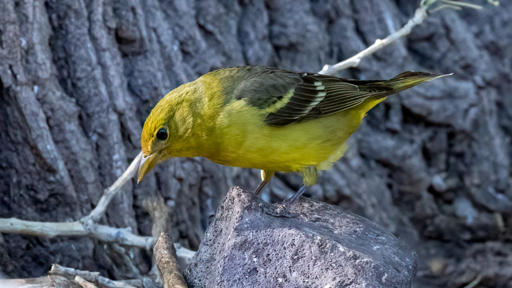 Female Western Tanager by Jim Gain