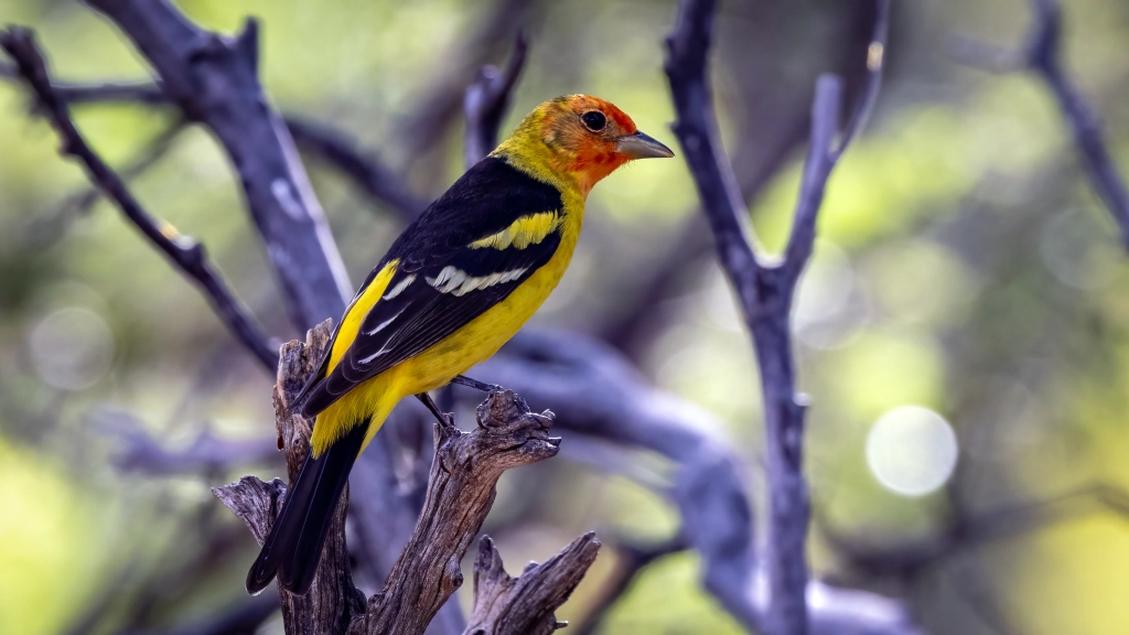 Western Tanager by Jim Gain
