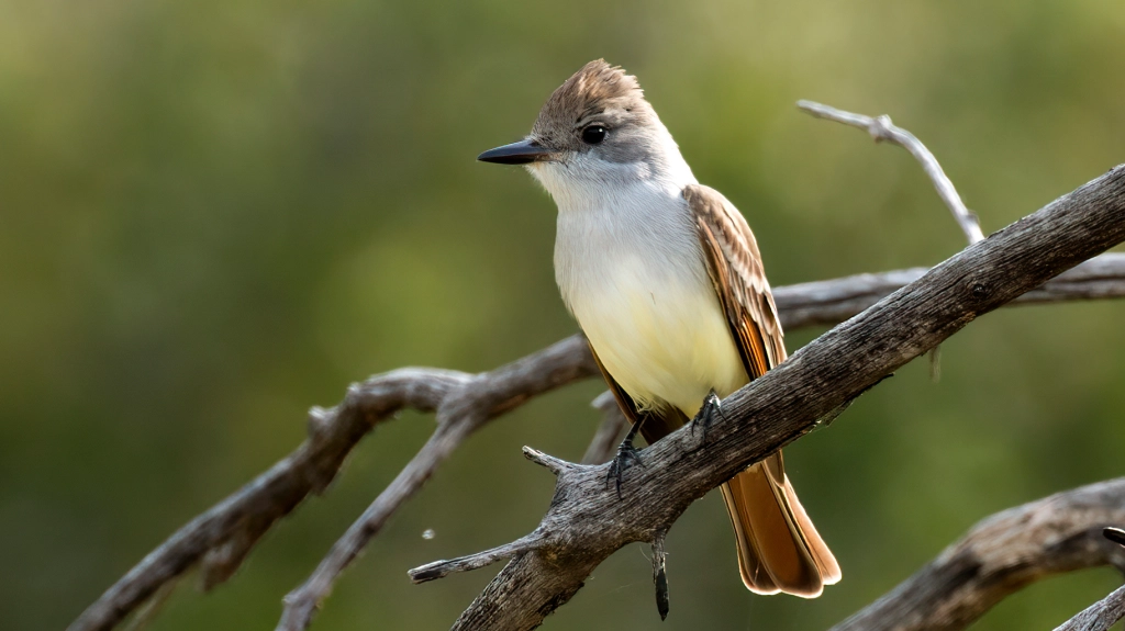 Ash-throated Flycatcher by Jim Gain