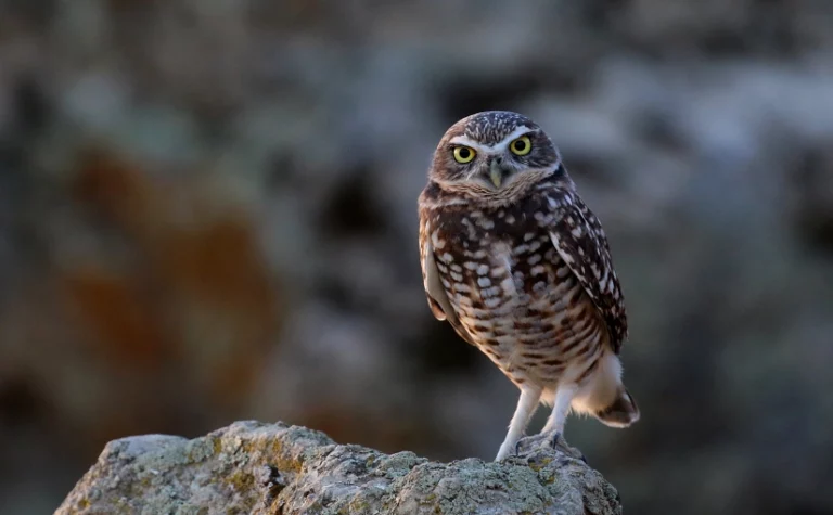 Learn 100 Common Valley Birds # 19: Burrowing Owl – (Species #29)