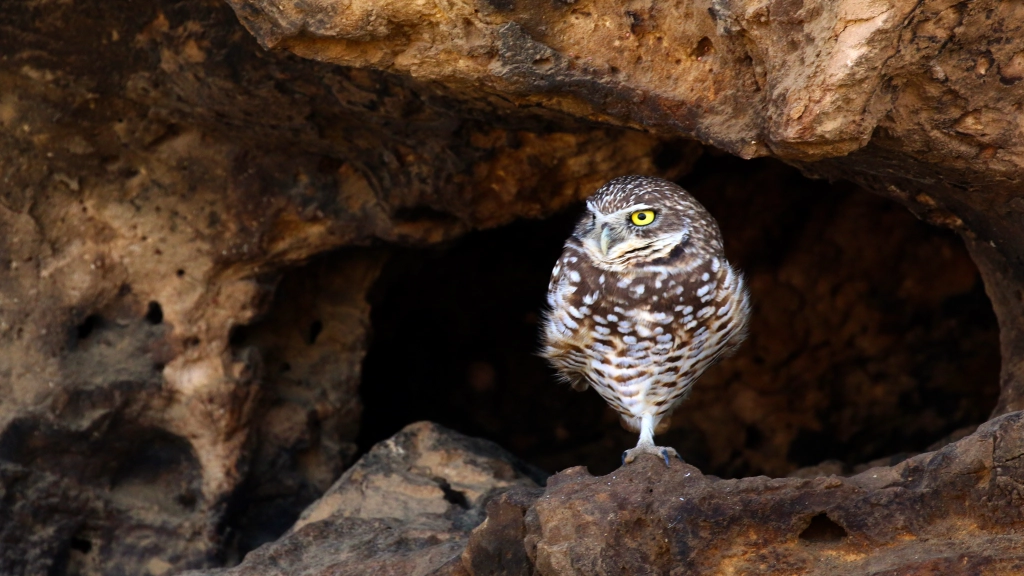 Burrowing Owl by Jim Gain
