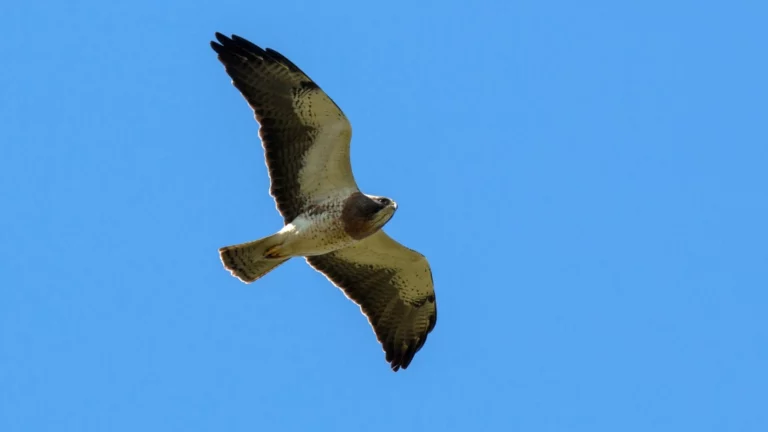 Learn 100 Valley Birds #21: Swainson’s Hawk (species #33)